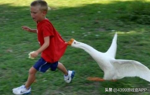 大鹅模拟器飞鹅,大鹅模拟器手游版