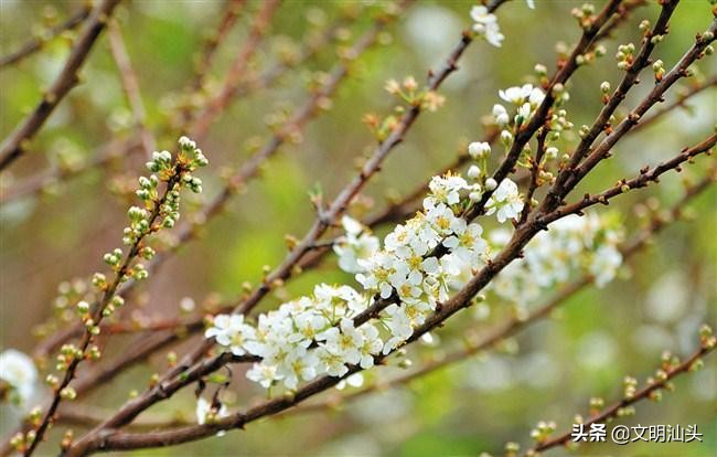 春满鮀城：“云”端繁花也醉人
