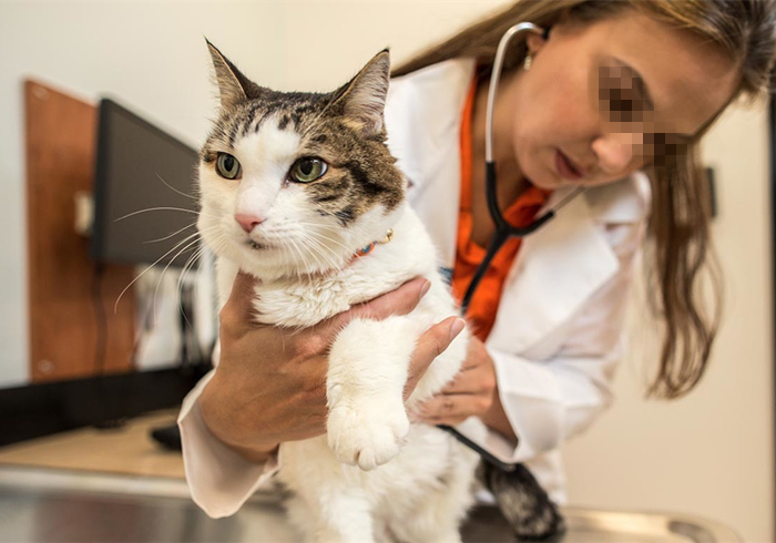 爱猫体检后发现白细胞增多就是有疾病？主因是猫压力过大