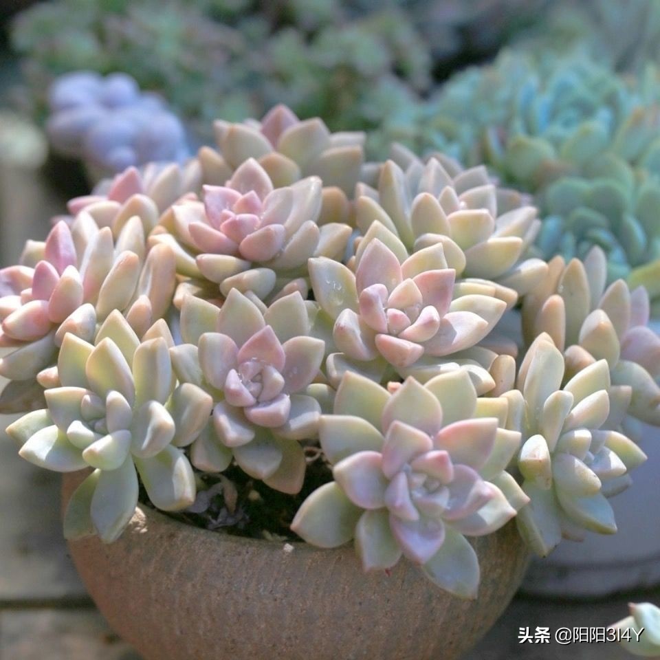 多肉赤腐病处理方法,多肉赤腐病的克星