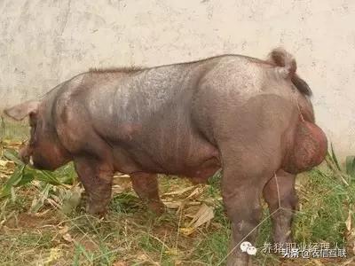 养猪公猪怎么管理,养猪技术教学公猪