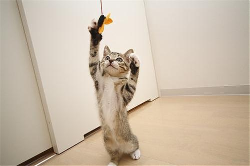 猫咪爱咬人、不让主人抱，脾气差的猫该如何正确教育？