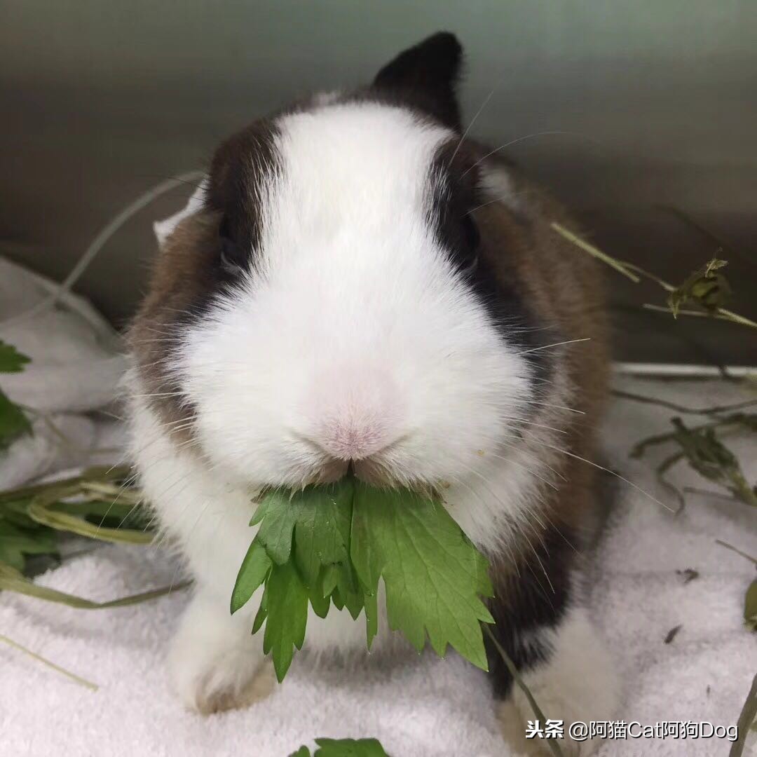 兔子的日常饲养Rabbit