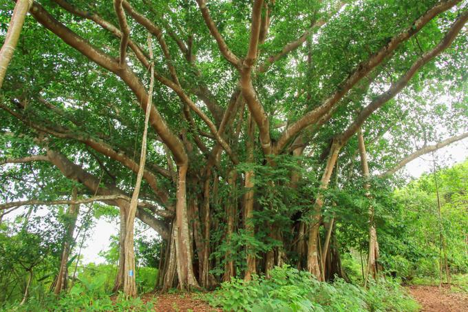 沧源原始部落图,沧源翁丁原始部落的历史讲解