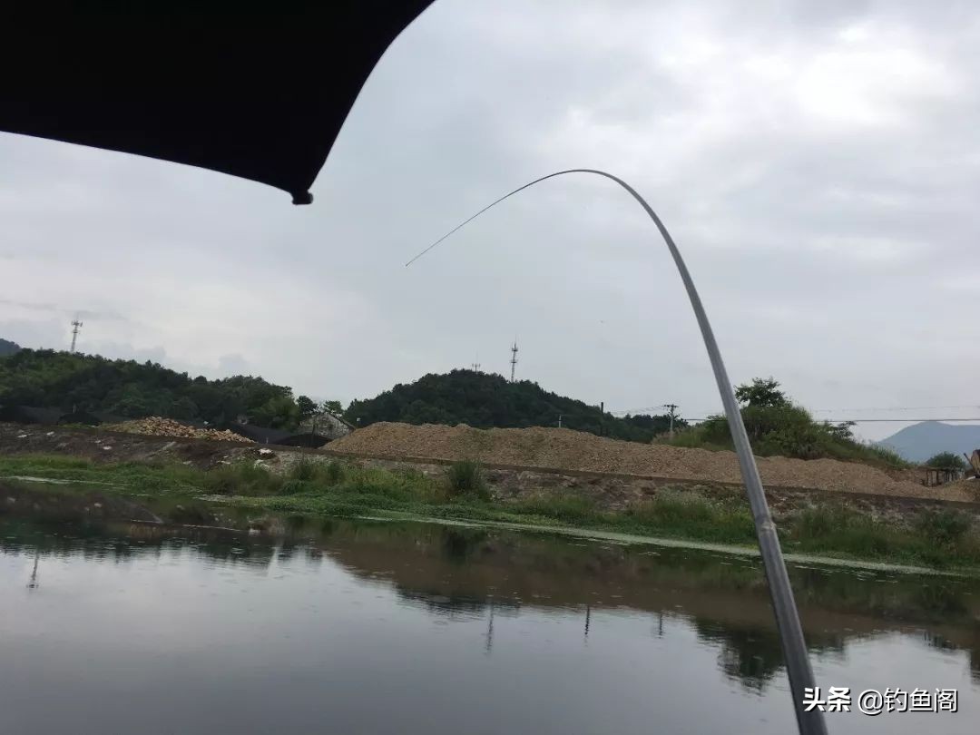 冬天用薯味饵料钓鲤鱼怎么样,薯味黄色风暴配什么饵料
