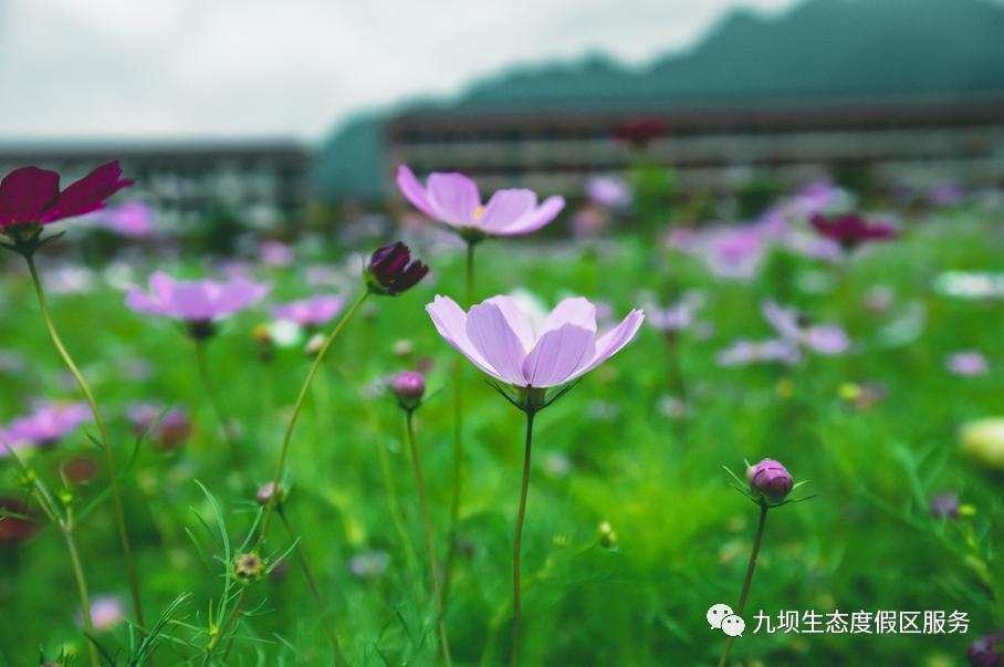 格桑花海古风视频,九坝格桑花图片