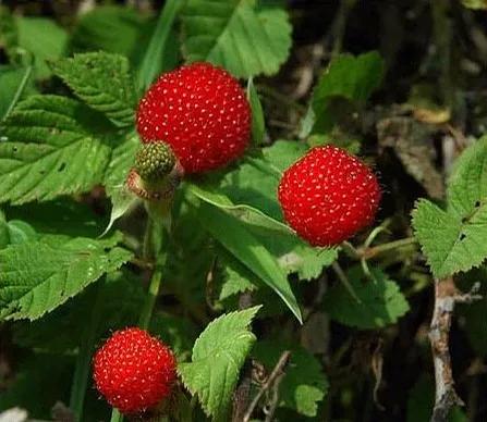 草莓哲理散文,草莓精美散文