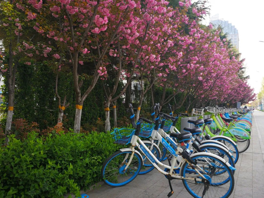 高新区执法局：哈啰单车全域管理系统即日启用