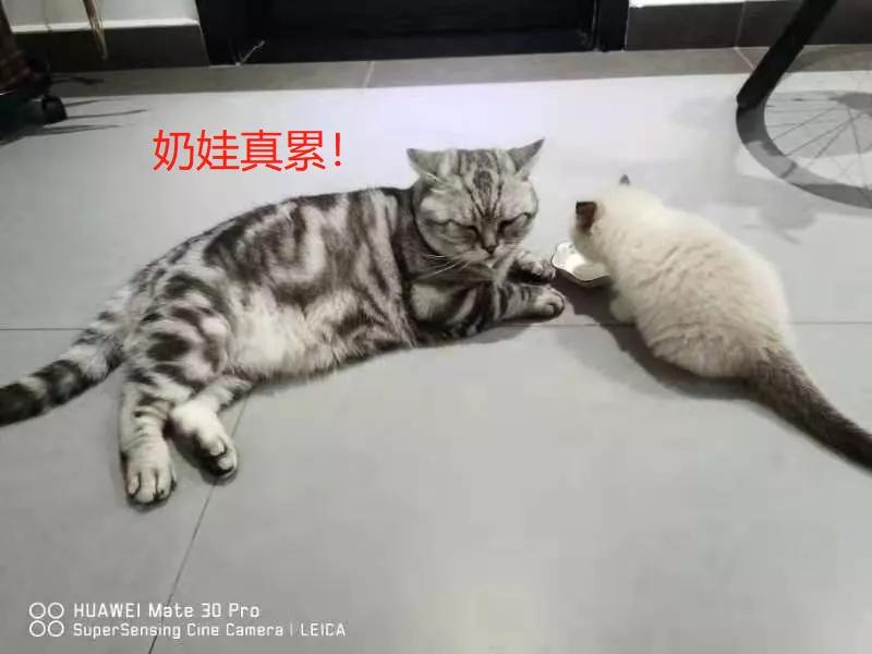 从小养的橘猫还会有野性吗,养橘猫的都是什么人