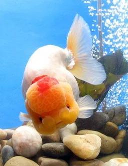 兰寿金鱼疾病预防与治疗,金鱼养殖与疾病治疗