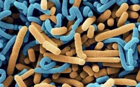 6-12岁儿童益生菌测评,28款婴幼儿益生菌产品测评