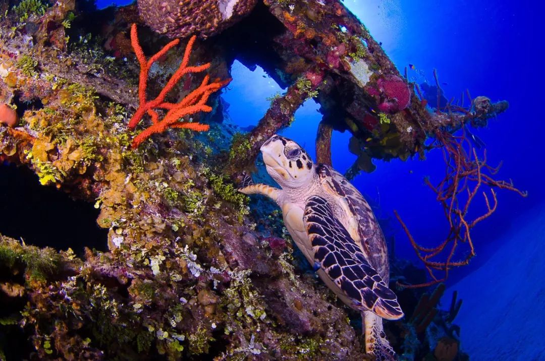 一场生命的冒险,一场关于勇气的冒险
