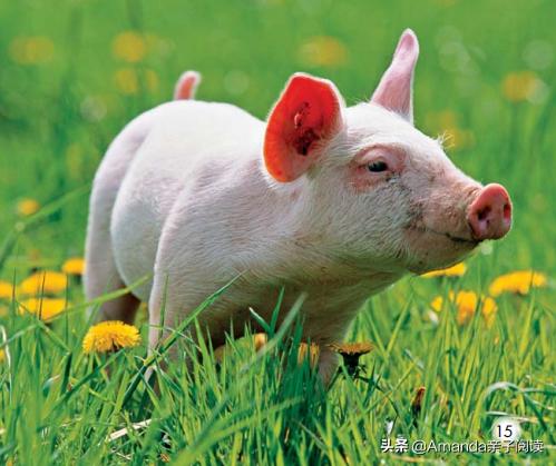 英语分级绘本导读4:Thebabyanimals英语启蒙绕不开的小动物