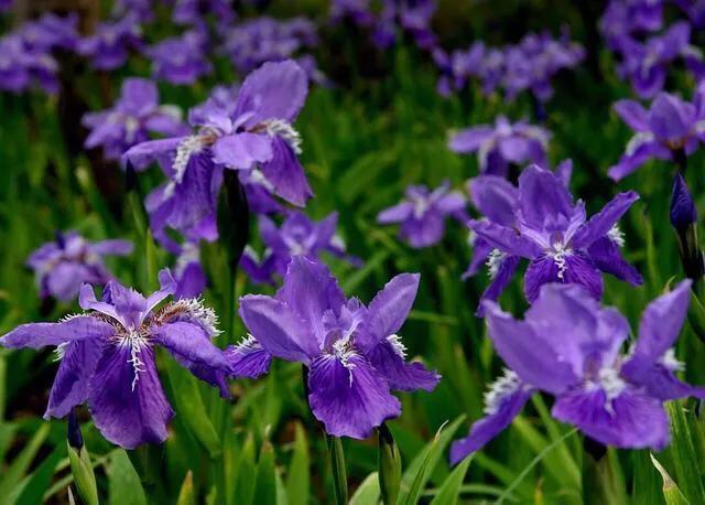 牡丹是国花象征着富贵,日本国花菊花象征什么