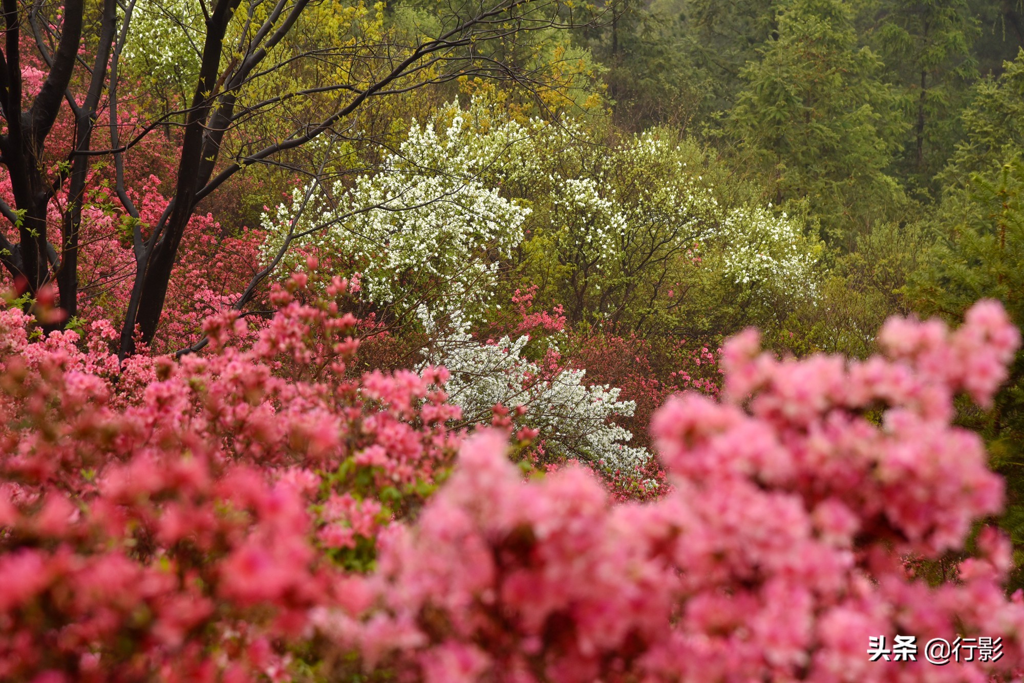 网红景点武汉云雾山,是何美景让三十万人趋之若鹜,天天爆满?