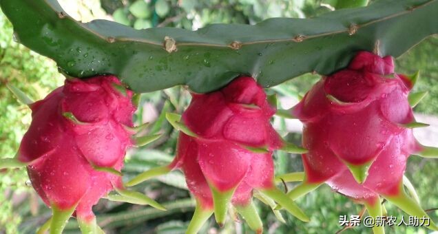 火龙果施肥和管理,火龙果种植管理技术和施肥