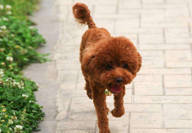 纯种泰迪犬和串串泰迪犬,纯种泰迪犬的6大特点