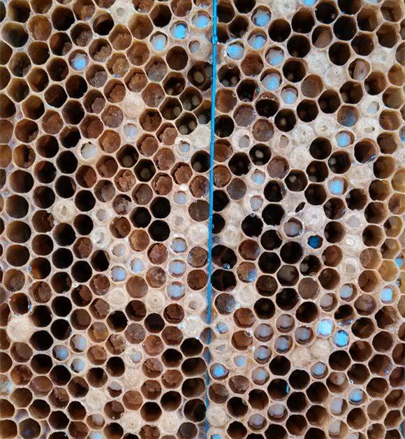 蜜蜂养殖为何蜂箱中生虫子,蜜蜂为什么会有巢虫