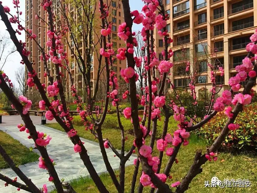 品质生活ip,星河湾的品质