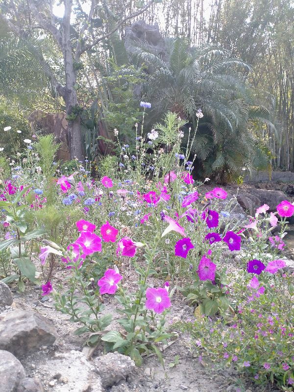 海丰莲花山度假村可以免费进吗,汕尾莲花山度假村游玩攻略