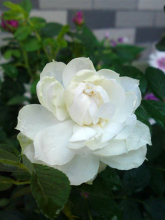 玫瑰花简介带拼音,玫瑰花简介英文版