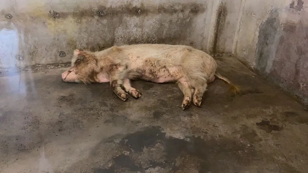 猪坚强可能即将走完生命旅程视频,猪坚强后继有人