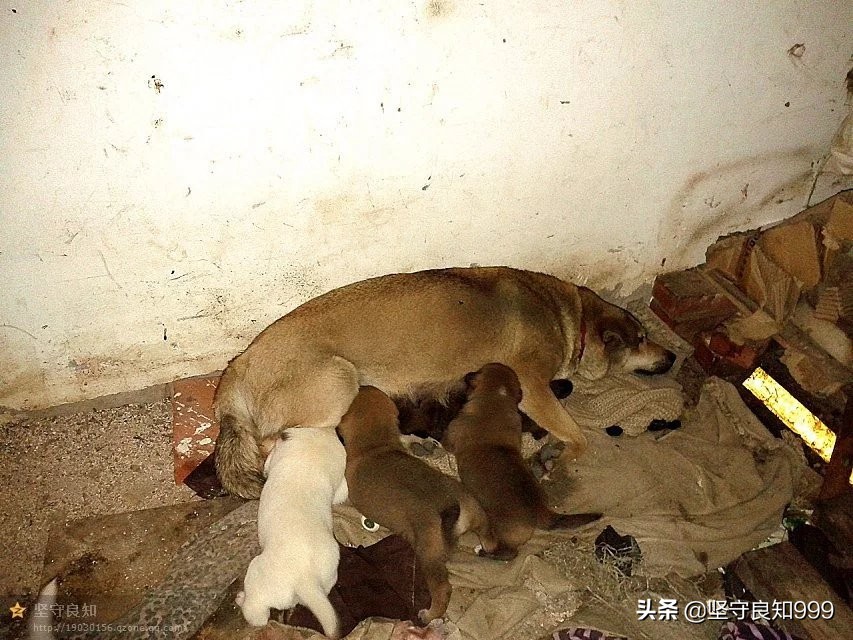 被遗弃的狗母子,被丢弃的母狗