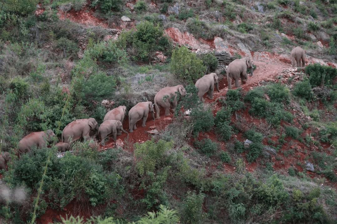 云南象群迁徙损失,云南象群迁徙事故