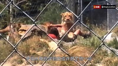 遇到猛兽如何自救100字,面对大型猛兽如何自救