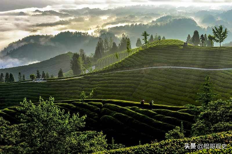 中国十大名茶应该如何排名,中国十大名茶最新排名及其特点
