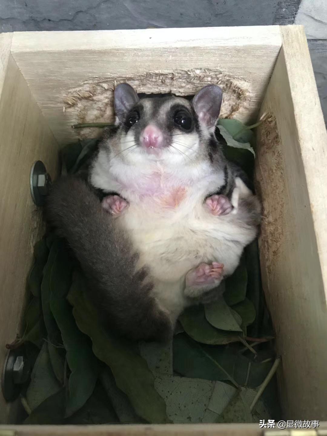 不粘人、难伺候、长得丑，但我就要养它