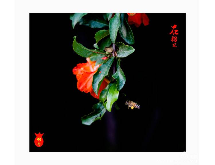 石榴花古诗词唯美,石榴花古诗词