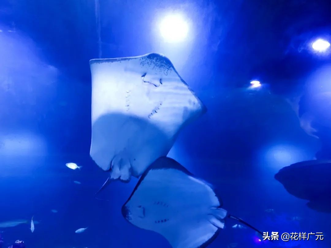 「广元卡尔海洋世界」海洋科普—鳐鱼：其实，我是被压扁的鲨鱼