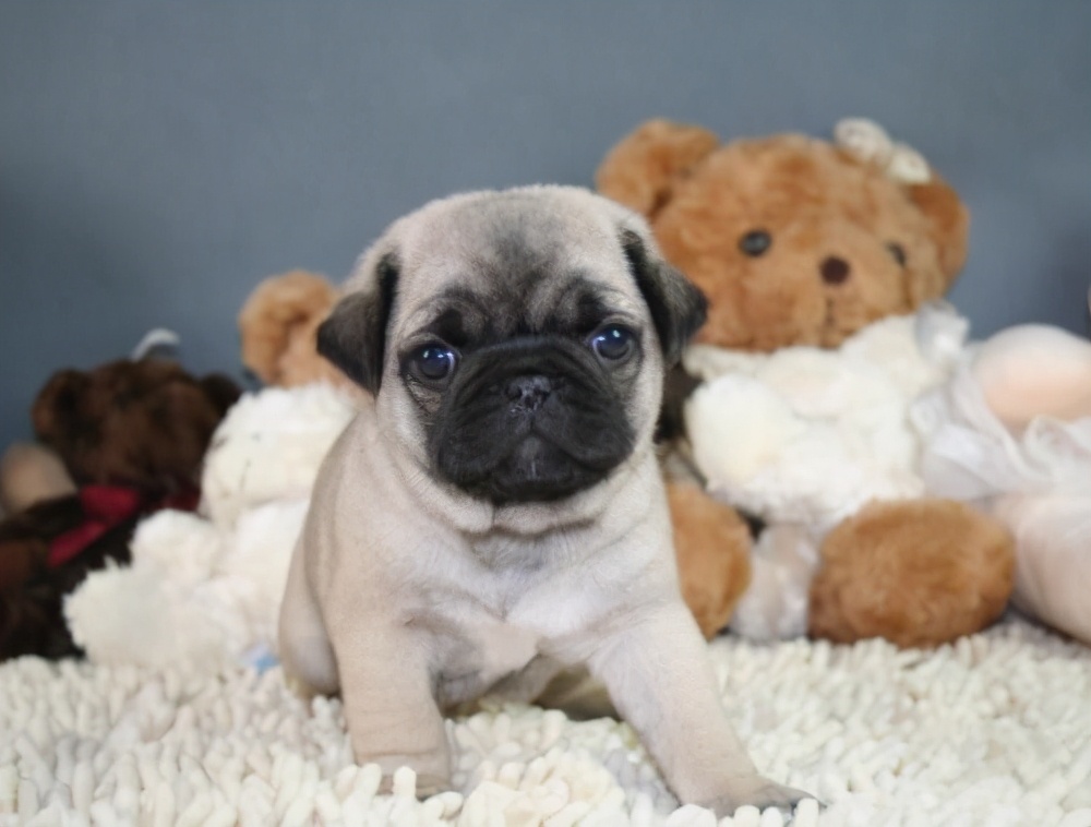 购买巴哥幼犬如何选择,购买巴哥幼犬怎么挑