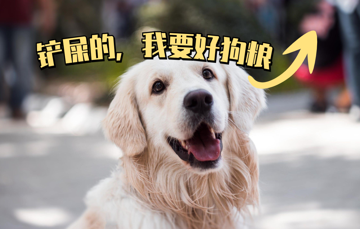 养狗是金毛好还是拉布拉多好,养狗金毛和拉布拉多哪个更好