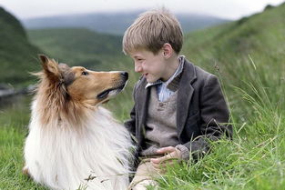 柯利犬和苏格兰牧羊犬,粗毛柯利犬和苏格兰牧羊犬