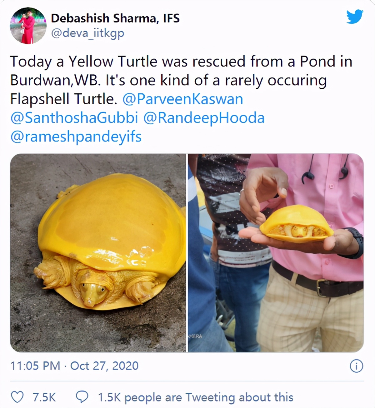 印度罕见白化病龟,印度罕见金龟