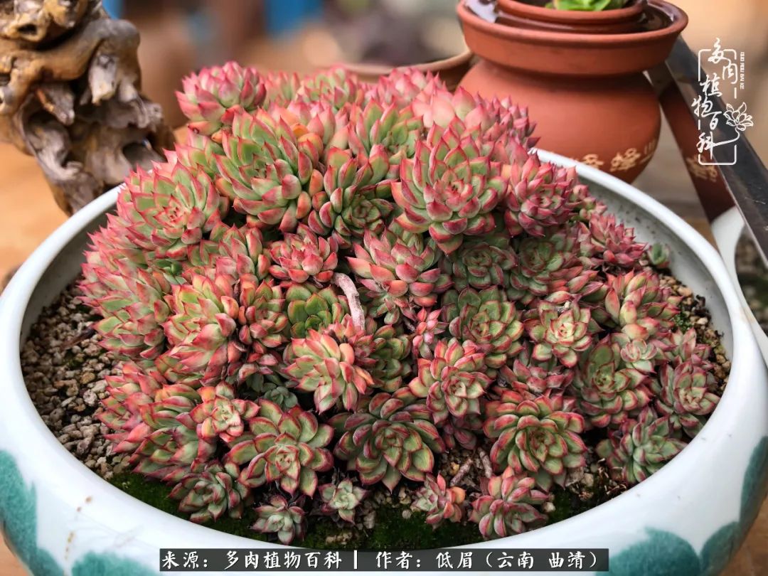 多肉怎么养度夏,多肉怎么养之度夏篇