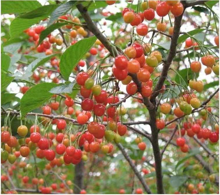 樱桃当年小苗管理方法,怎样防止大棚樱桃二次开花