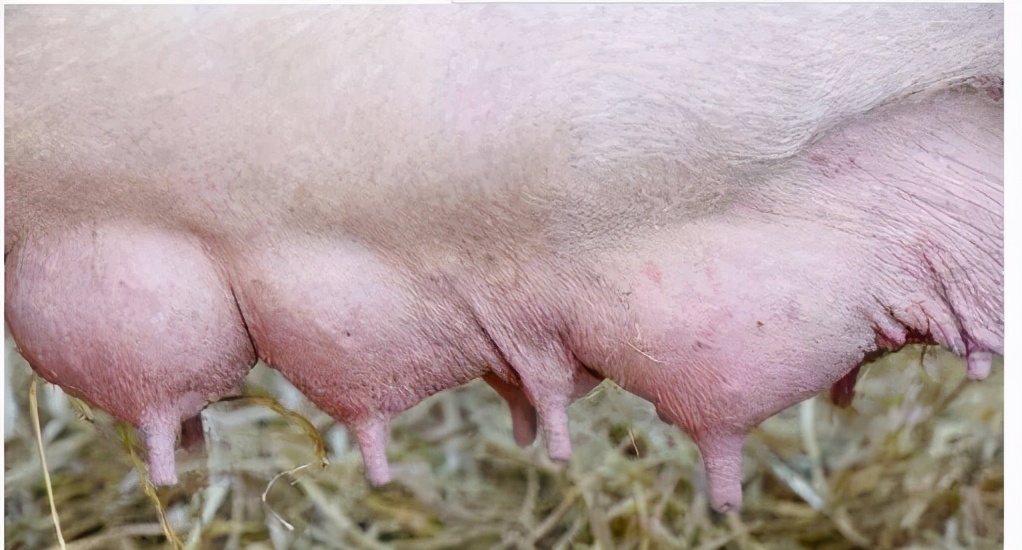 最近母猪低温较多养猪人怎么防治,母猪产仔率低养猪人应该如何解决