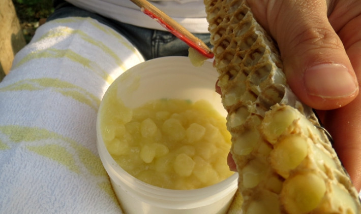 进来看看吧迟早用得上，蜂王浆怎么辨别真假！