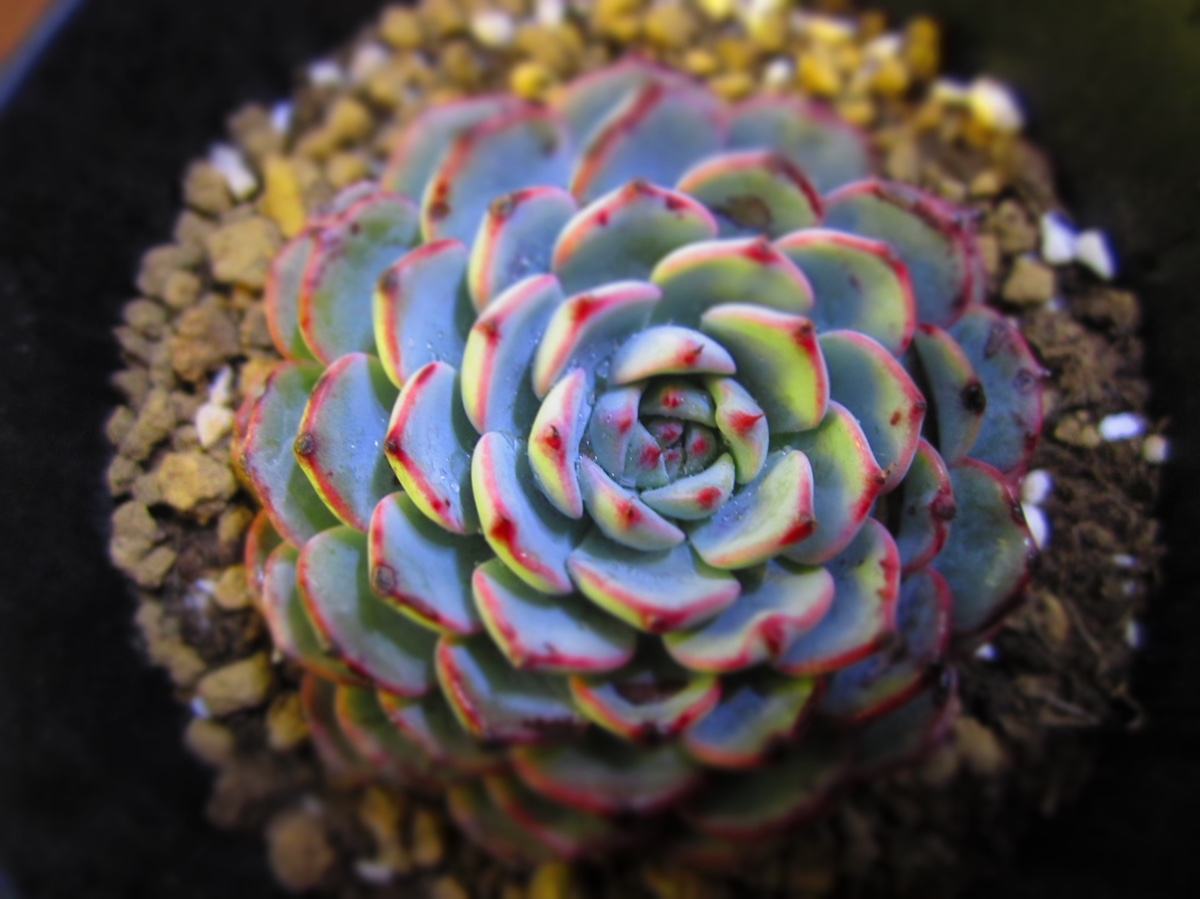 1000种多肉植物图鉴大全大图,景天科1000种多肉植物图鉴