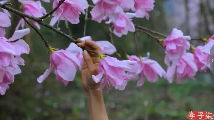 菜吧：又火了！李子柒“鲜花宴”再次火爆全网！数千万网友看酸了