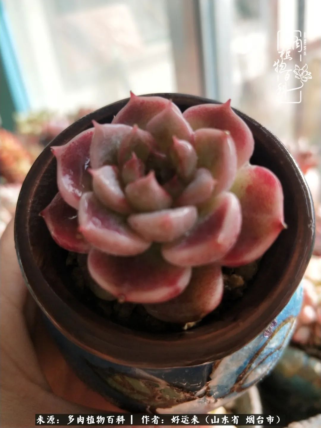 世上怎么会有这么可爱的生物,这世上怎么会有那么可爱的小可爱