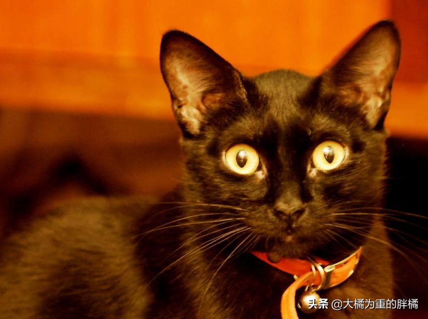 猫咪丢失5天后被流浪猫送回家,黑猫被大叔带回来