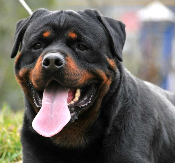 卡斯罗和罗威纳哪个适合家庭犬,帅气的罗威纳