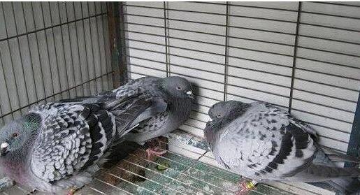 单眼伤风是支原体还是衣原体,单眼伤风和鹦鹉热是同一种衣原体