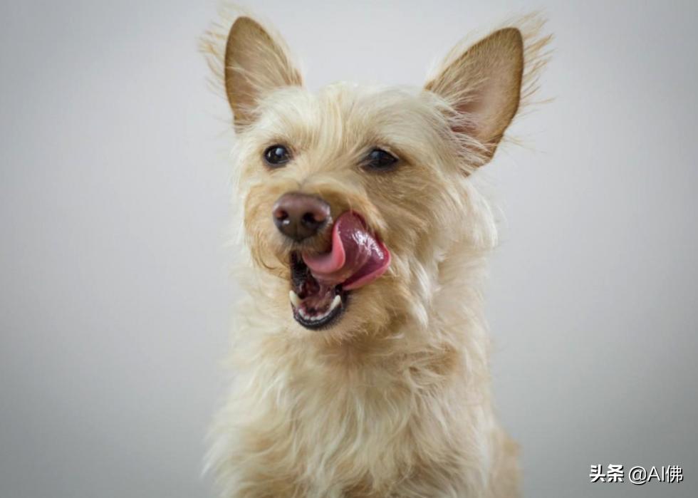 美国最受欢迎的100组小狗名字