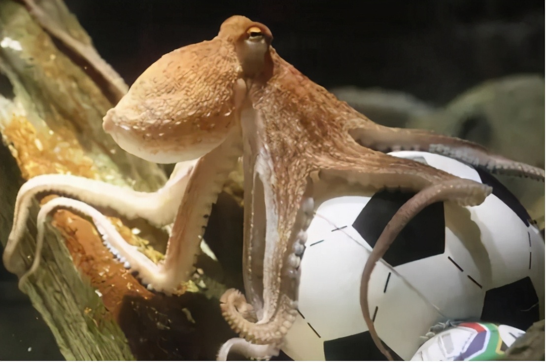 章鱼真的是外星来客吗,章鱼是不是外星生物