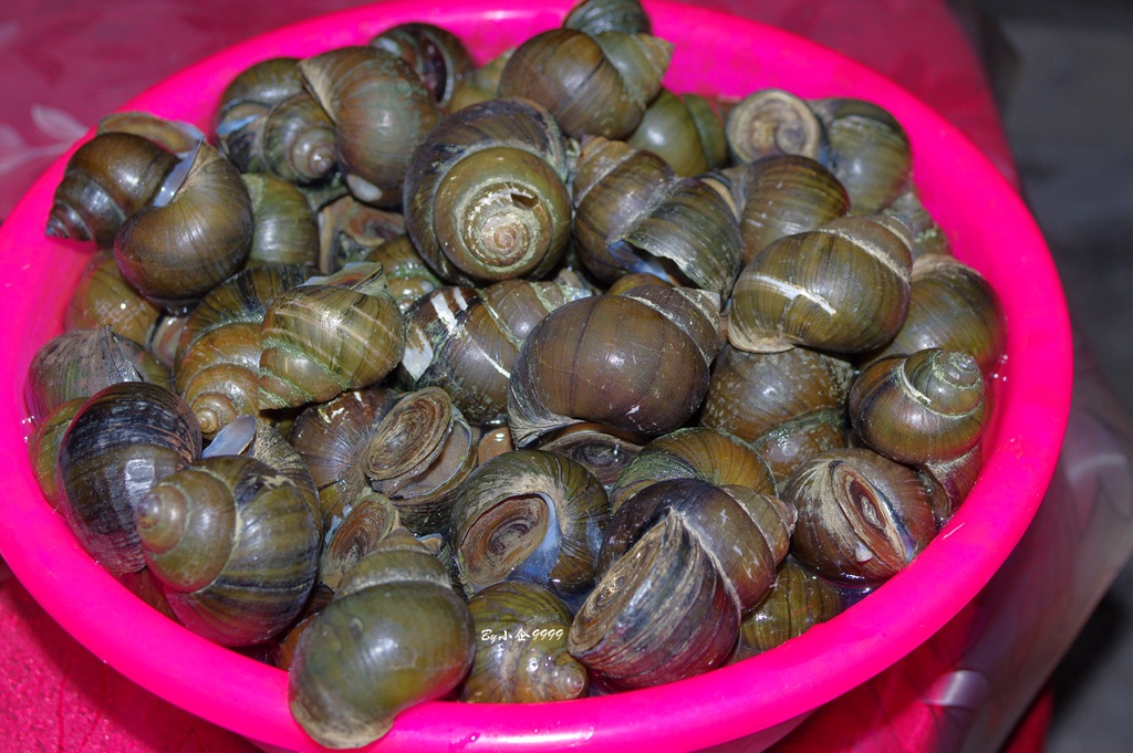 正宗客家田螺汤,潮汕黑暗料理